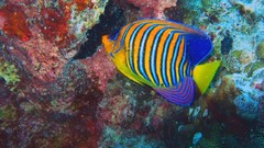 Sea nature Animals ocean red underwater sea anemones fish tank 