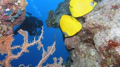 Sea nature Animals ocean red underwater sea anemones fish tank 