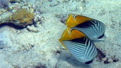 Sea nature Animals ocean red underwater sea anemones fish tank 