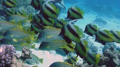 Sea nature Animals ocean red underwater sea anemones fish tank 