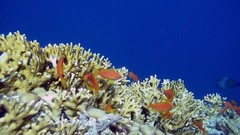 Sea nature Animals ocean red underwater sea anemones fish tank 