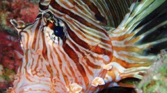 Sea nature Animals ocean red underwater sea anemones fish tank 