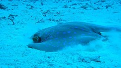 Sea nature Animals ocean red underwater sea anemones fish tank 