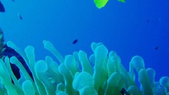Sea nature Animals ocean red underwater sea anemones fish tank 