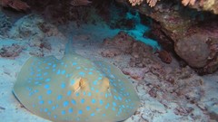 Sea nature Animals ocean red underwater sea anemones fish tank 