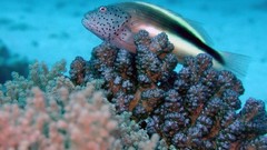 Sea nature Animals ocean red underwater sea anemones fish tank 