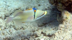 Sea nature Animals ocean red underwater sea anemones fish tank 