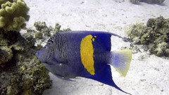 Sea nature Animals ocean red underwater sea anemones fish tank 