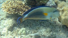 Sea nature Animals ocean red underwater sea anemones fish tank 