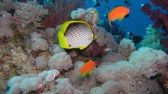 Sea nature Animals ocean red underwater sea anemones fish tank 