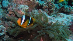 Sea nature Animals ocean red underwater sea anemones fish tank 