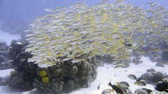 Sea nature Animals ocean red underwater sea anemones fish tank 