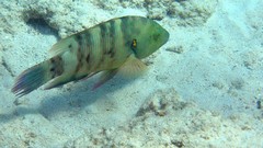 Sea nature Animals ocean red underwater sea anemones fish tank 