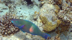 Sea nature Animals ocean red underwater sea anemones fish tank 