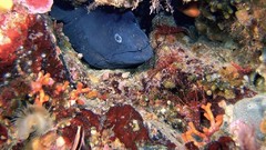 Sea nature Animals ocean underwater eels