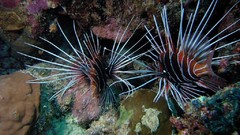 Sea nature Animals ocean underwater lionfish
