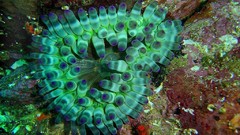 Sea nature Animals ocean underwater sea anemones fish tank 