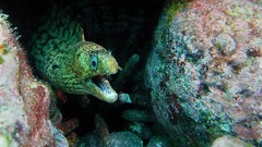 Sea nature Animals ocean underwater sea anemones fish tank 