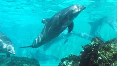 Sea nature Animals ocean underwater sea anemones fish tank 