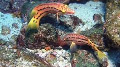 Sea nature Animals ocean underwater sea anemones fish tank 