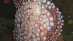 Sea nature Animals ocean underwater sea anemones fish tank 