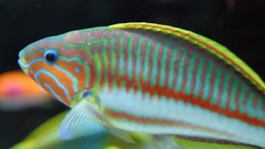 Sea nature Animals ocean underwater sea anemones fish tank 