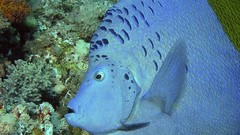 Sea nature Animals ocean underwater sea anemones fish tank 