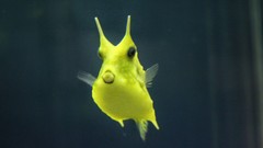 Sea nature Animals ocean underwater sea anemones fish tank 