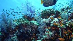 Sea nature Animals ocean underwater sea anemones fish tank 