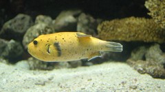 Sea nature Animals ocean underwater sea anemones fish tank 