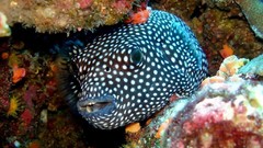 Sea nature Animals ocean underwater sea anemones fish tank 