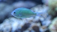 Sea nature Animals ocean underwater sea anemones fish tank 