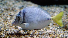 Sea nature Animals ocean underwater sea anemones fish tank 