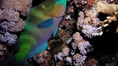 Sea nature Animals ocean underwater sea anemones fish tank 