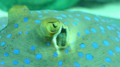 Sea nature Animals ocean underwater sea anemones fish tank 