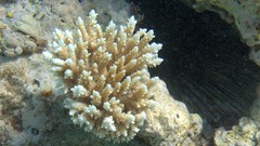 Sea nature Animals ocean underwater sea anemones fish tank 