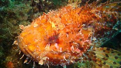 Sea nature Animals ocean underwater sea anemones fish tank 