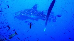 Sea nature Animals ocean underwater sea anemones fish tank 