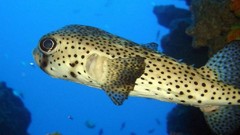 Sea nature Animals ocean underwater sea anemones fish tank 