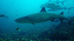 Sea nature Animals ocean underwater sea anemones fish tank 