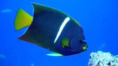 Sea nature Animals ocean underwater sea anemones fish tank 