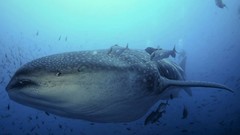 Sea nature Animals ocean underwater sea anemones fish tank 