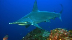 Sea nature Animals ocean underwater sea anemones fish tank 