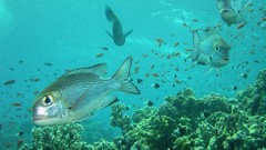 Sea nature Animals ocean underwater sea anemones fish tank 