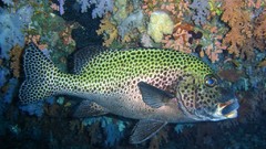 Sea nature Animals ocean underwater sea anemones fish tank 