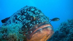 Sea nature Animals ocean underwater sea anemones fish tank 