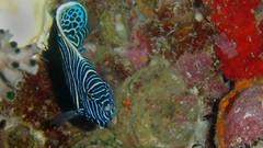 Sea nature Animals ocean underwater sea anemones fish tank 