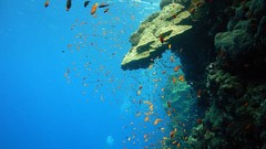 Sea nature Animals ocean underwater sea anemones fish tank 