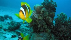 Sea nature Animals ocean underwater sea anemones fish tank 