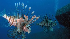 Sea nature Animals ocean underwater sea anemones fish tank 